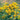 Close-up of yellow Blue Tansy flowers with green leaves on a blurred natural background