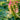 Green and pink seed pods on a branch with a blurred green background