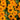 Close-up of bright orange Calendula flowers with green leaves