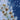 White flowers with yellow centers submerged in water against a blue background