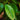 Close-up of a green coffee plant leaf with water droplets on a blurred green background