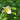 White Camellia Sinensis flower with yellow center surrounded by green leaves