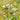 A closeup of Chamomilla Recutita (Matricaria) Flowers with green blurred background