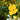 Close-up of a yellow Evening Primrose in bloom with a blurred green and brown background