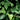 Close-up of green ivy leaves on a dark background