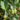 Close-up of green leaves and small yellow Jojoba flowers with a blurred background