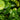 Close-up of green leaves with water droplets on a blurred green background