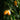 Mangoes hanging from a tree with green leaves