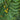 Yellow fruits on a branch with green leaves