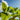 Close-up of wild green tobacco leaves against a blue sky with clouds