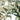 Green olives on a branch with leaves