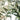 Green olives on a branch with leaves