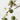 Green plum fruits with white flowers on a branch against a light gray background