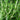 Close-up of green rosemary leaves with a blurred background