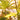 Close-up of Saw Palmetto leaves with a blurred background