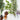Herbal plants and essential oil bottles on a white surface